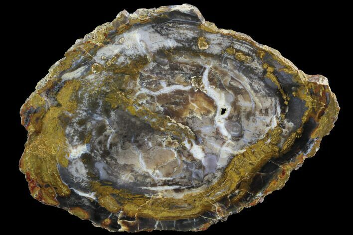 Miocene Petrified Wood (Conifer) Slab - Nevada #91423